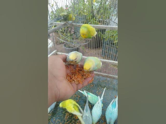 Video thumbnail for Beautiful Budgie Colors in Natural Light ๐ค๏ธ๐