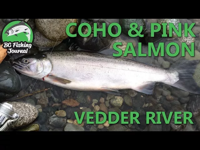 Video thumbnail for Vedder River Coho & Pink Salmon - Mid September 2017