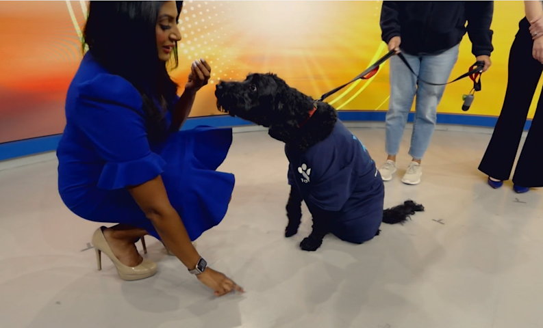Video thumbnail for Experts reveal three common misconceptions many dog owners have about their pets