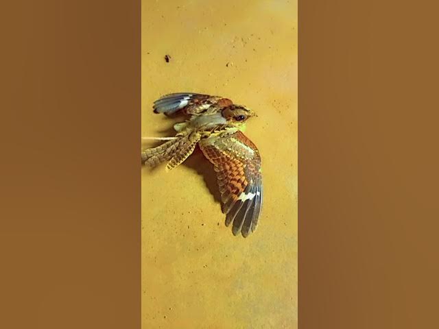 Video thumbnail for What Bird Is This? Help Us Name It!