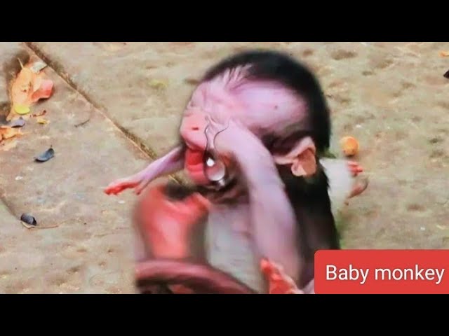 Video thumbnail for OH WOW BABY MONKEY VIDEO#monkeybaby #cute