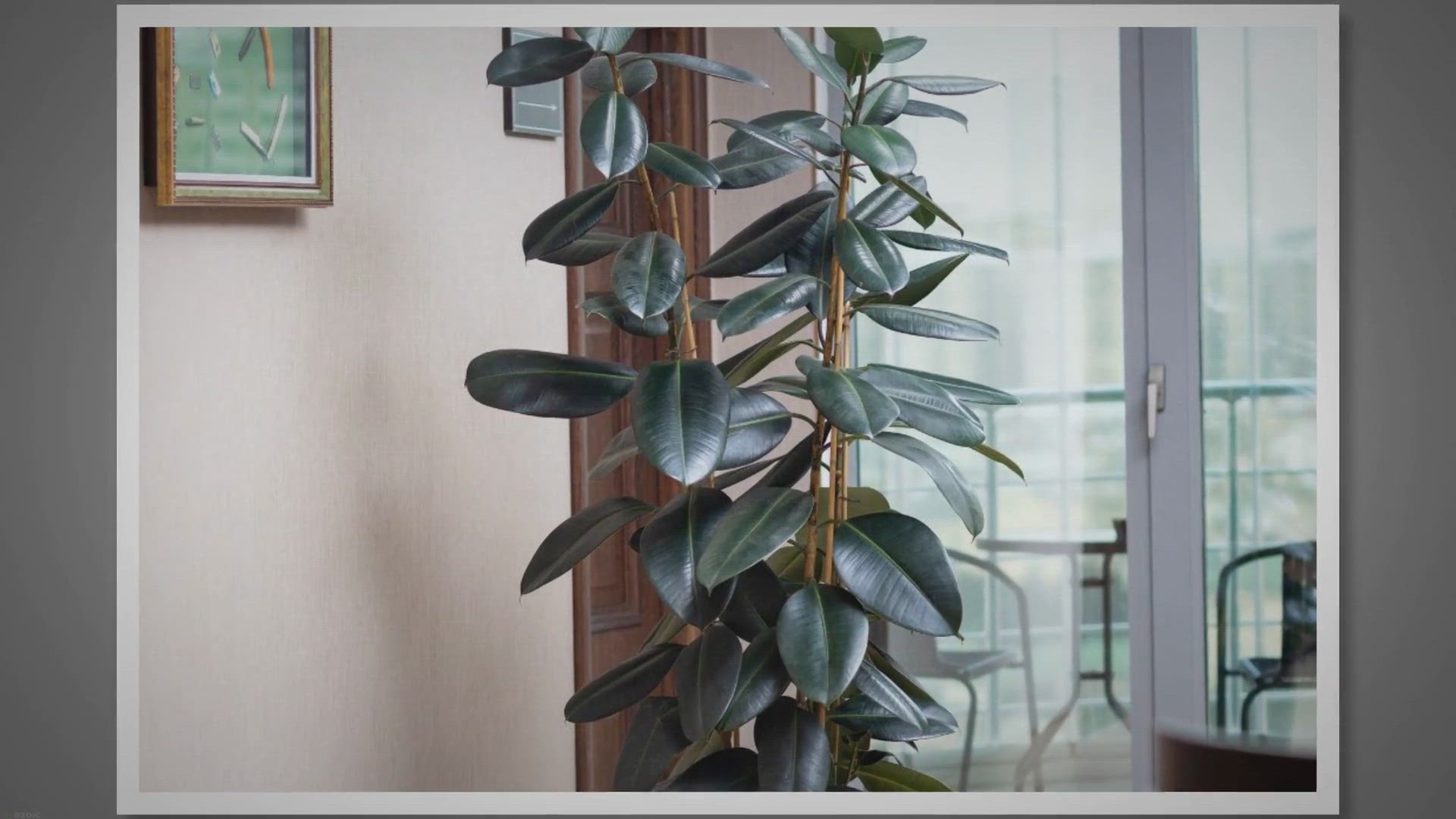 'Video thumbnail for Discover the Wellness Benefits of Rubber Plants'