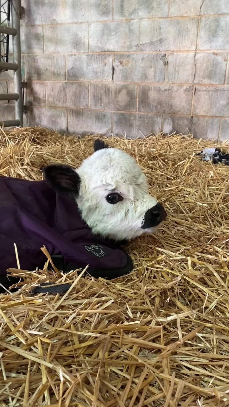 Video thumbnail for Tiny Calf Cozy in a Purple Barn Jacket