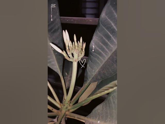 Video thumbnail for Meri Zindegi Hain Tu ❤️ - Plumria - Kathgolap