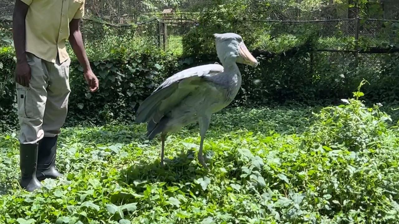 Video thumbnail for Shoebill Stork Gives His Handler the Cold Shoulder