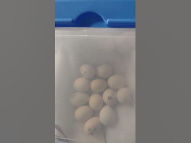 Video thumbnail for Silkie Hatching Eggs Pipping #Shorts
