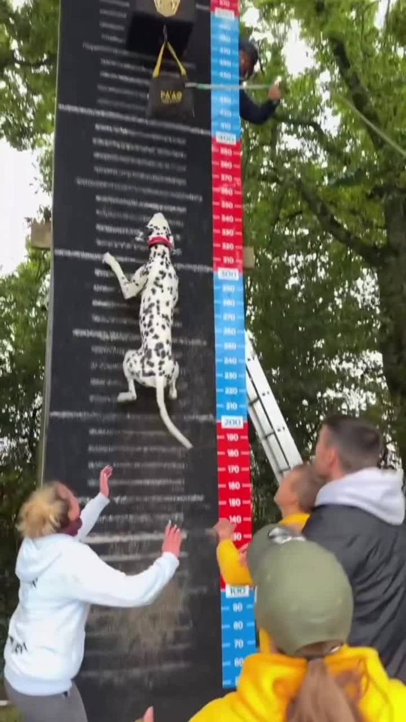 Video thumbnail for Dalmatian Champion Conquers National High Jump Trial