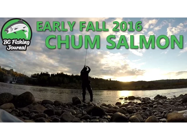 Video thumbnail for Fall Chum Salmon and the Pike Minnow Beats & Derby