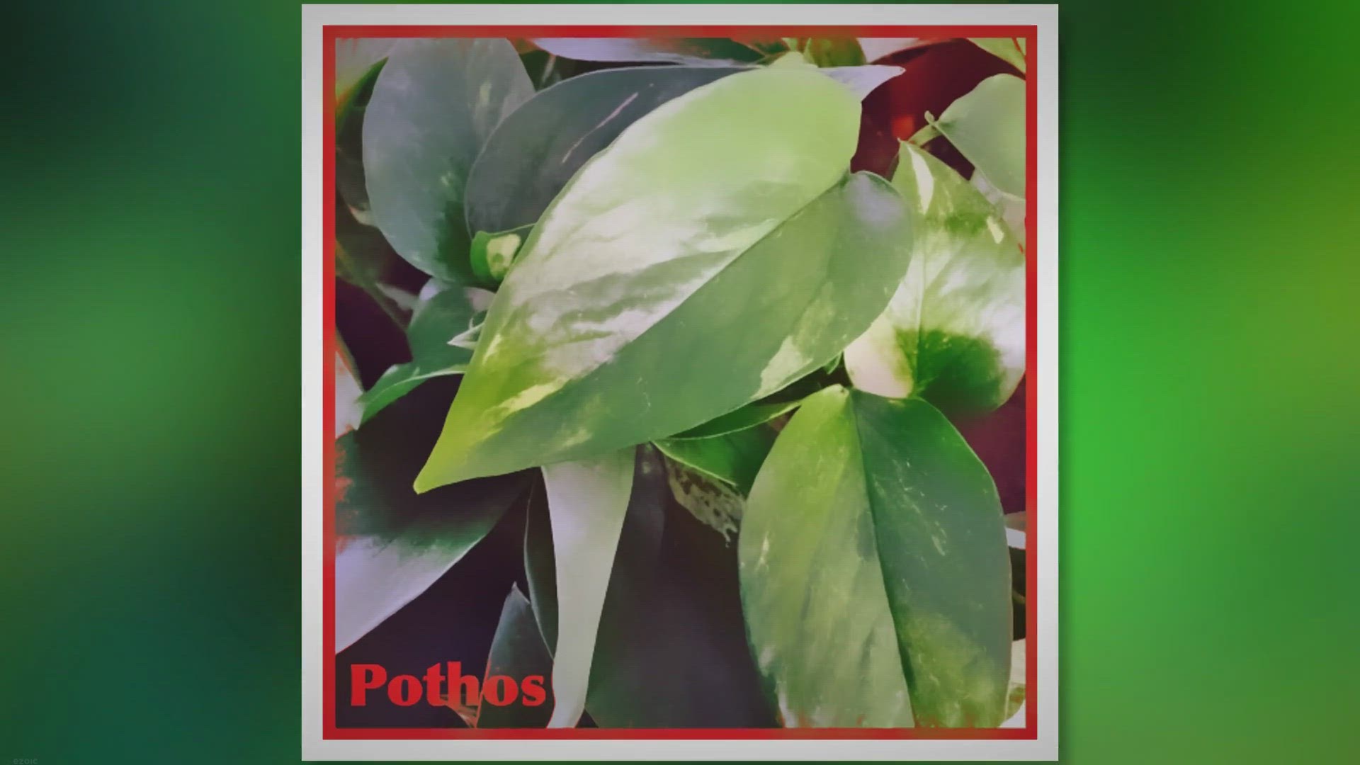 'Video thumbnail for Pothos Care: Master the Art of Growing Lush Vines'