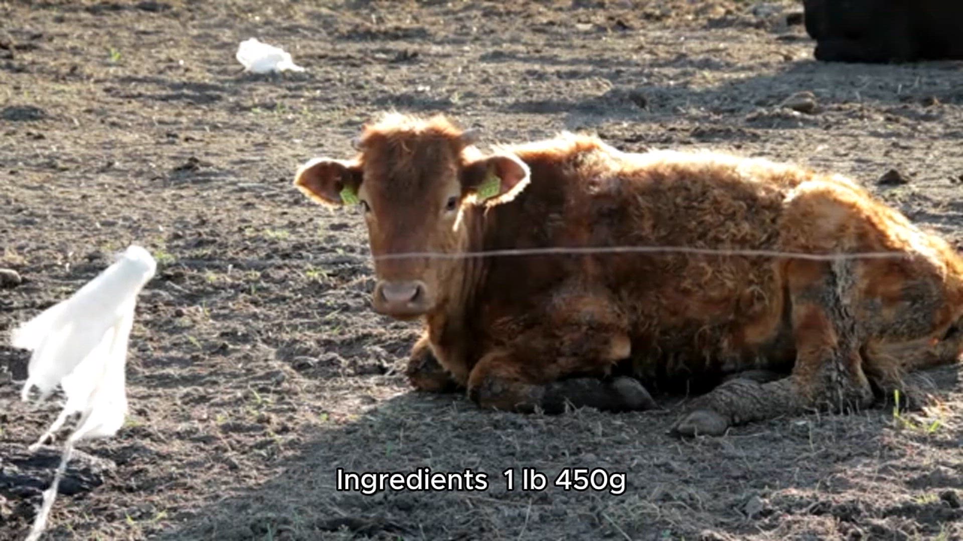 Video thumbnail for how to make beef tacos