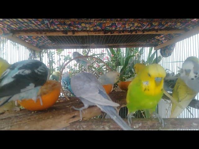 Video thumbnail for 🌿 30 Minutos Sons Naturais e Água Corrente – Paz e Tranquilidade Interior 🕊