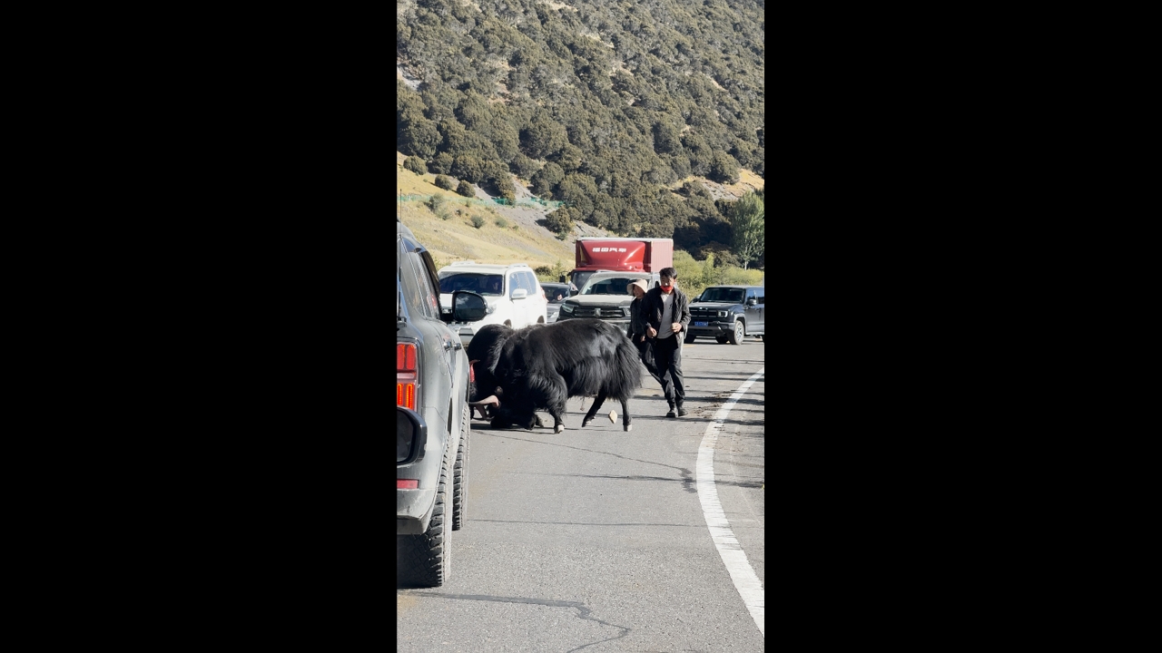 Video thumbnail for Yaks Fight in the Middle of a Road in Tibet