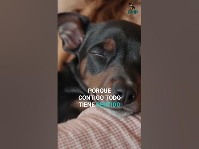 Video thumbnail for Te adoro, mini pinscher 🐕