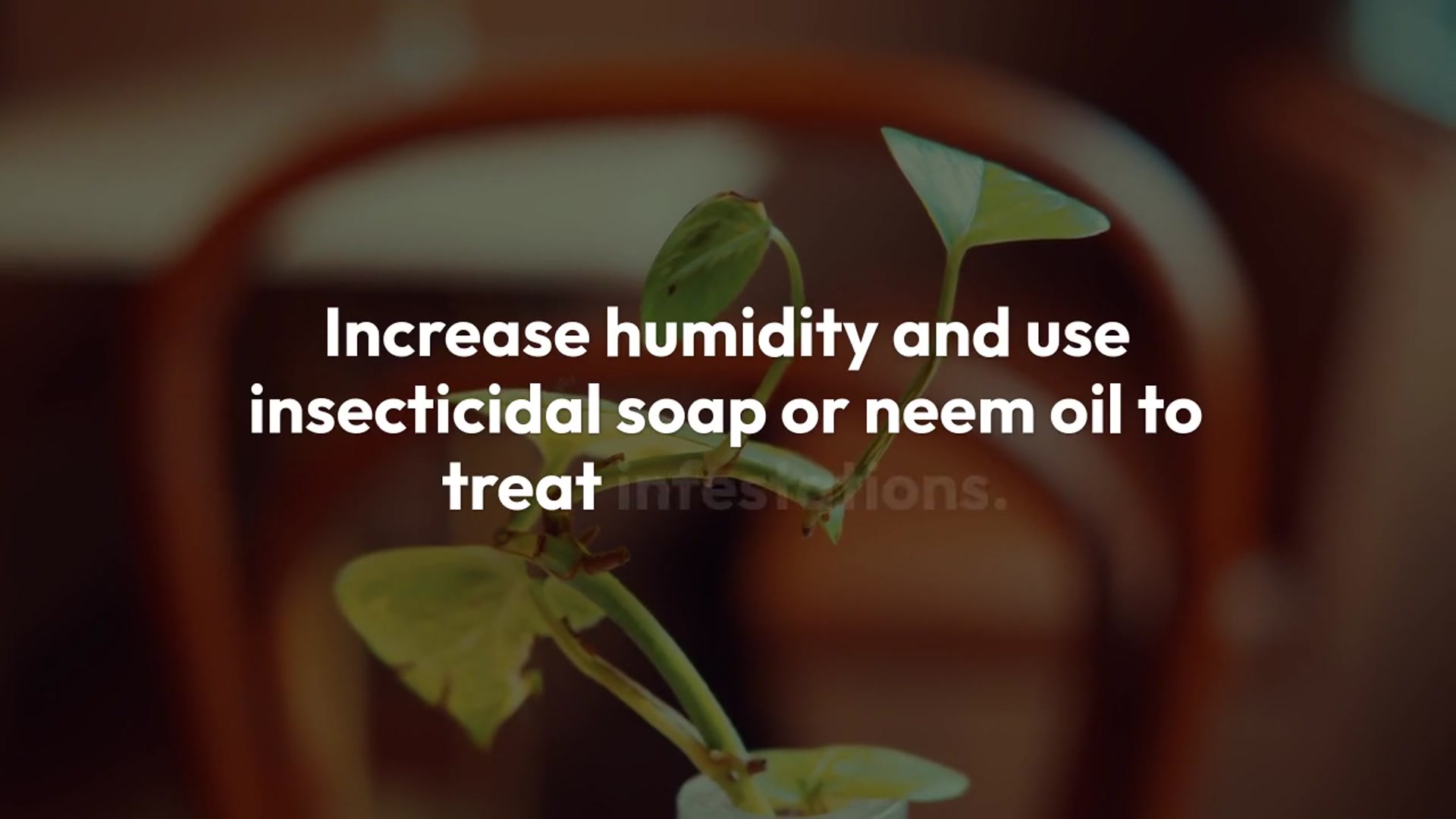 Video thumbnail for Alocasia Polly Pests And Diseases