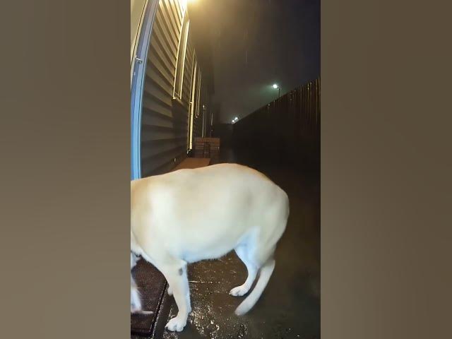 Video thumbnail for A Dog Saved a Tiny Kitten from the Rain… Humanity Without Words 🐶💔🐱