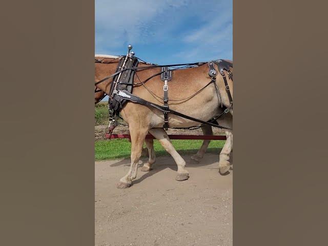 Video thumbnail for Look at these beautiful horses I love horses so much ❤️❤️❤️❤️,
