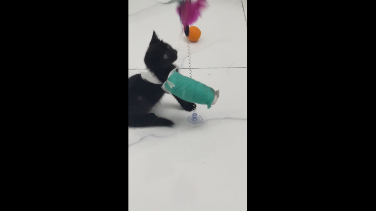 Video thumbnail for Kitten Plays with Teaser Despite Paw Cast in Zhejiang, China