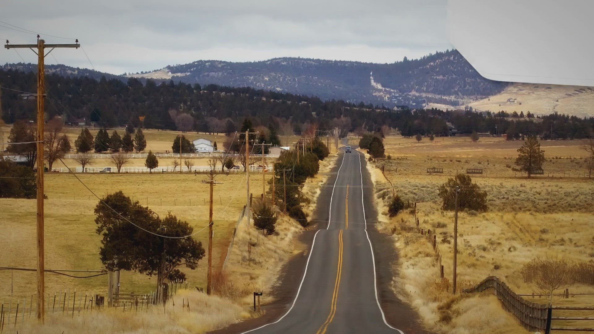 Video thumbnail for Large Black Pigs: Discovering their Heritage and Unique Features