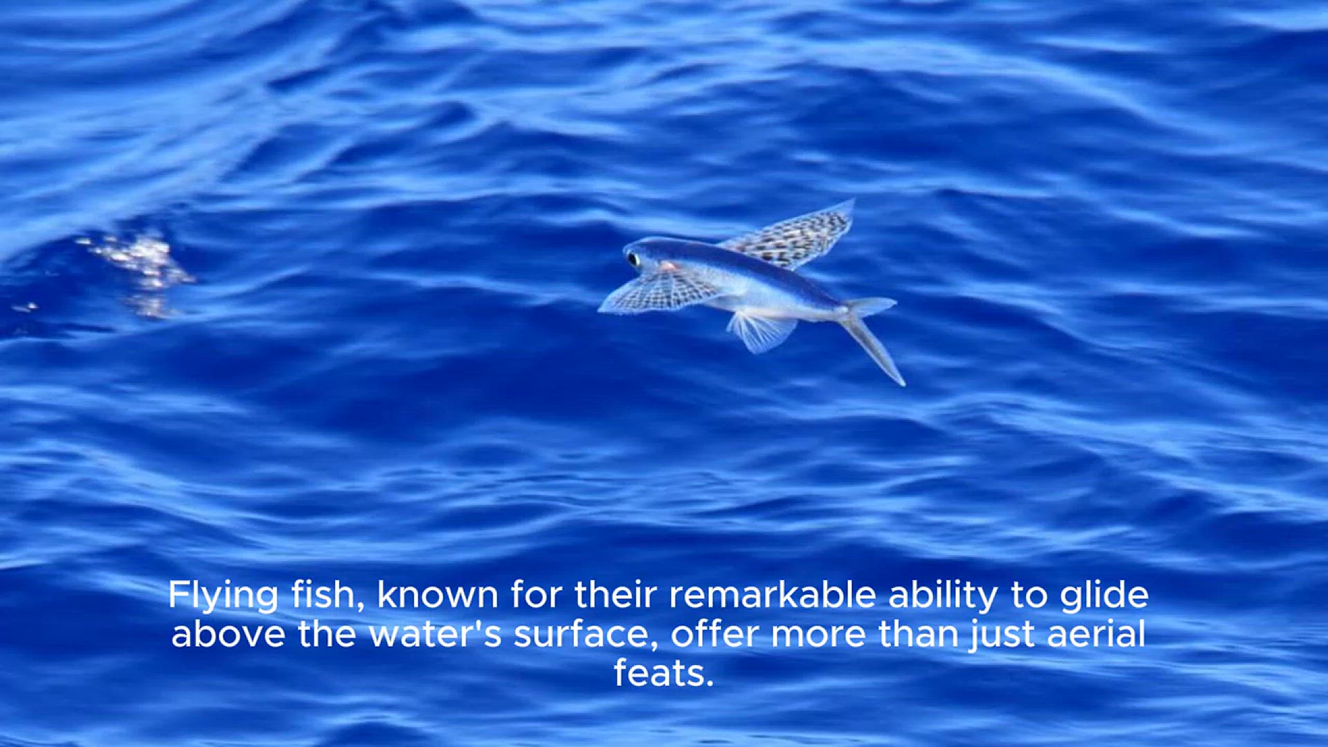 'Video thumbnail for Do flying fish taste good-'