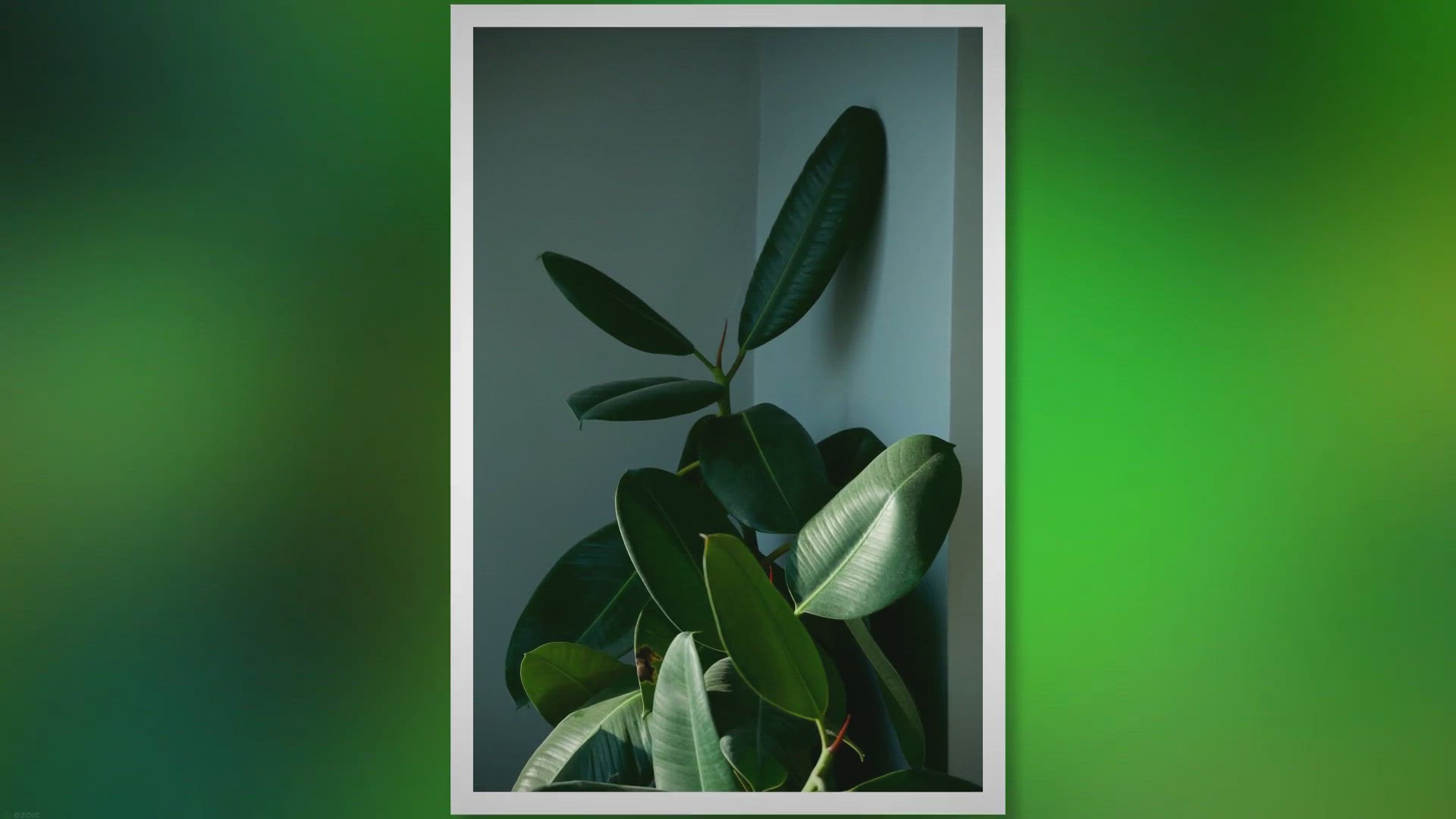 'Video thumbnail for Rubber Plant Care: The Ultimate Guide'