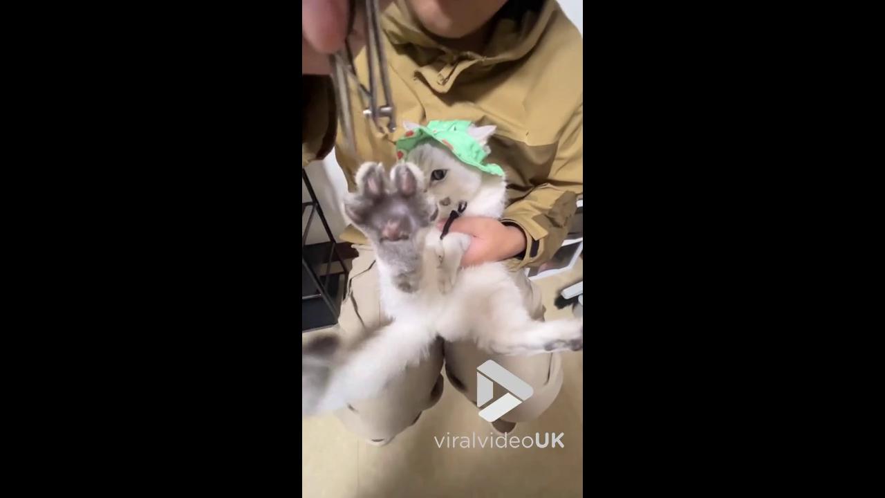 Video thumbnail for VV5064 Cat helped its owner by lifting its paw for a nail trim