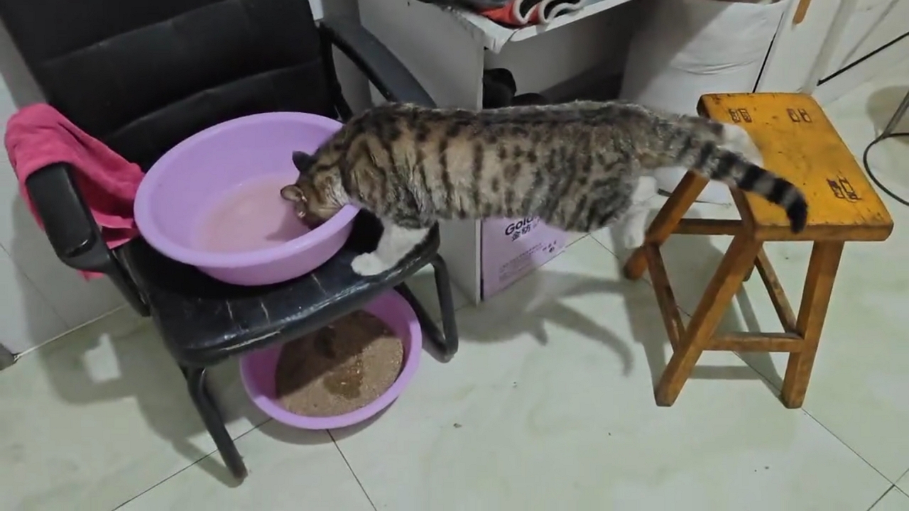 Video thumbnail for Tabby Cat’s Hilarious Furniture Balancing Act