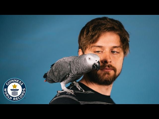 'Video thumbnail for Apollo The Genius Parrot '