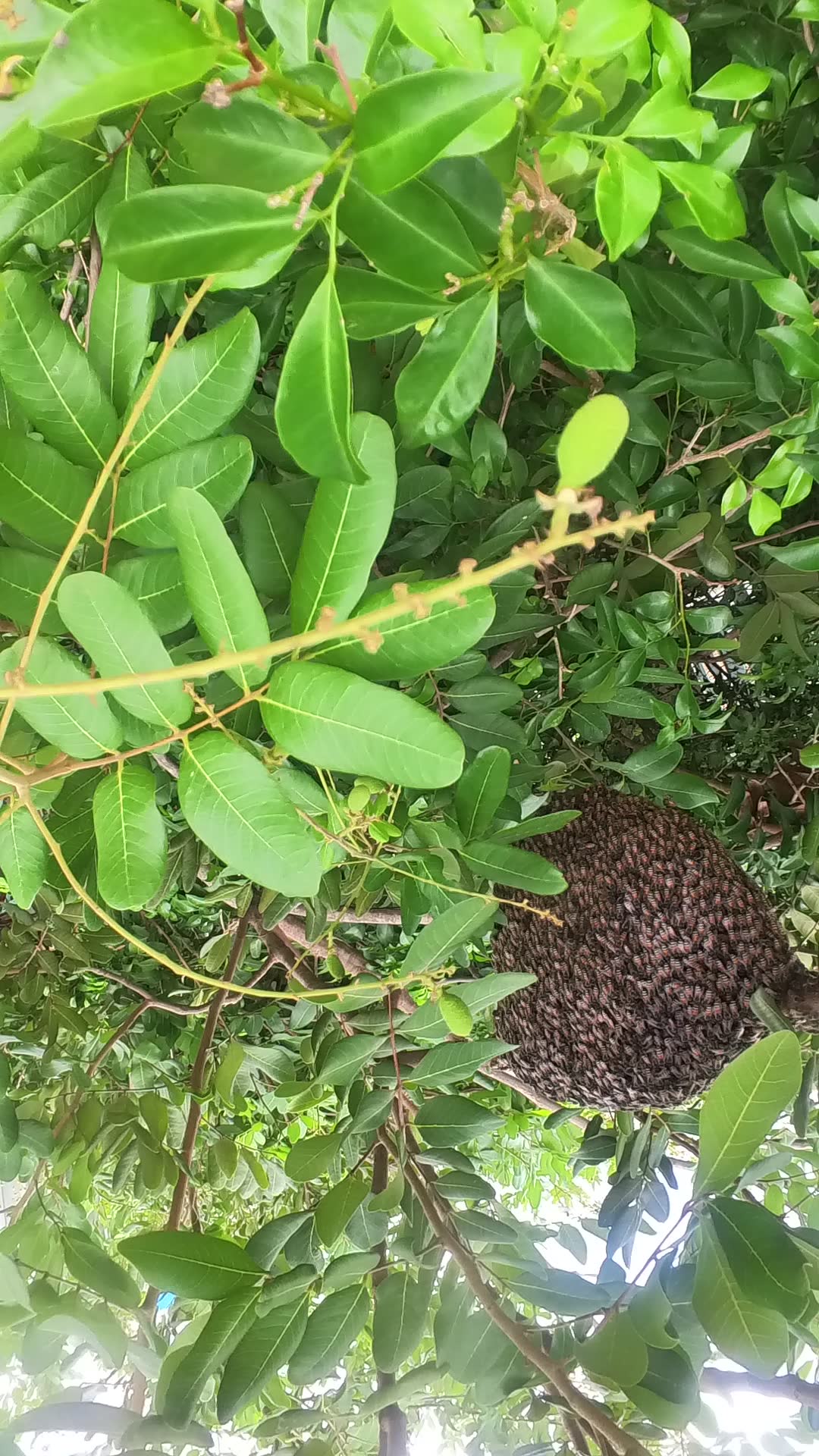 Video thumbnail for Wild forest big bee