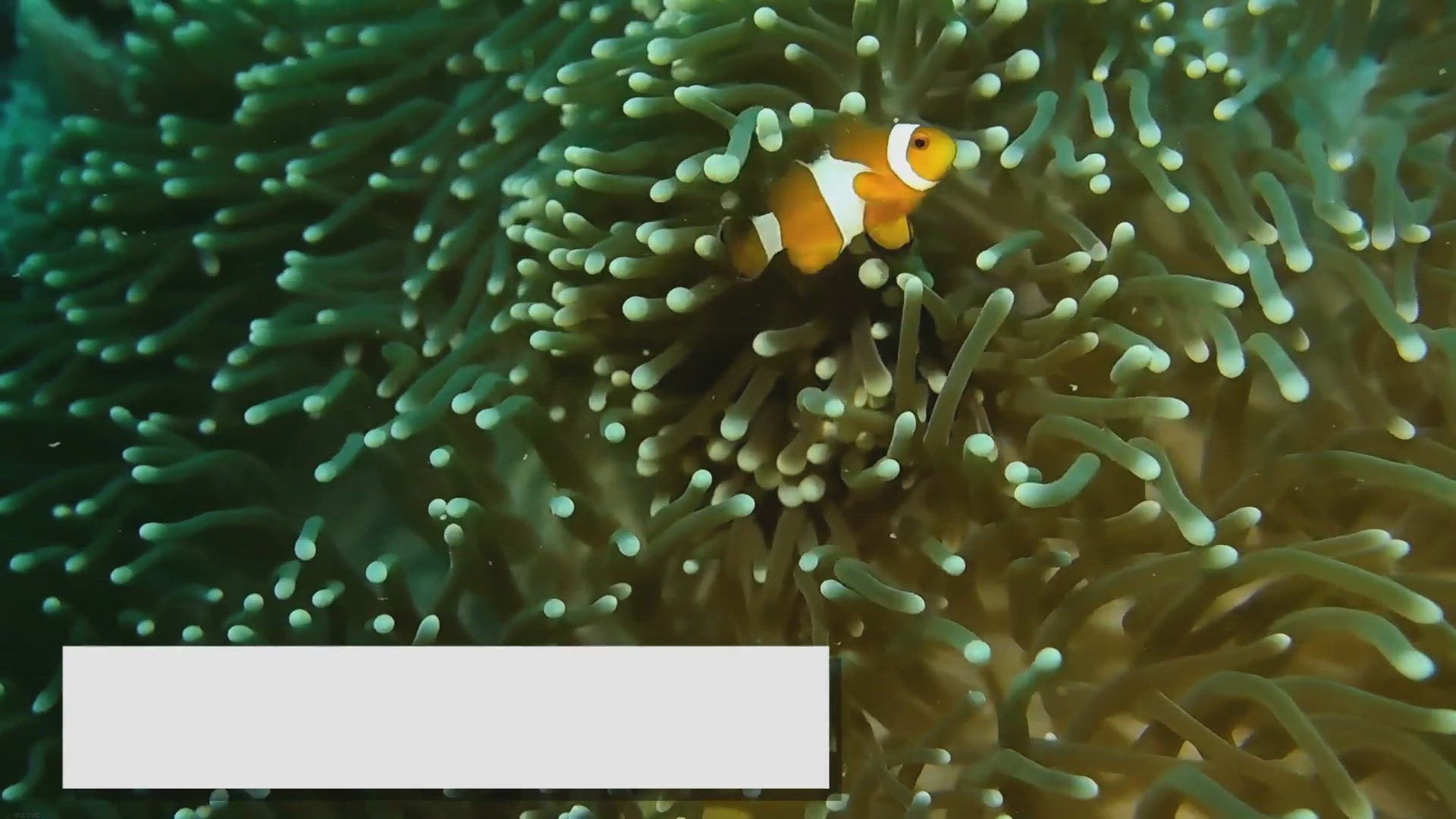 Video thumbnail for Best Bottom-Dwelling Fish: Exploring the Aquarium Floor