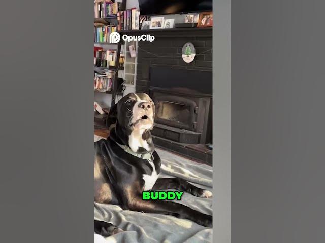 Video thumbnail for Train Stop Leads to Dog Pile Chaos and Jealous Pups! #funny #shortvideo #viral