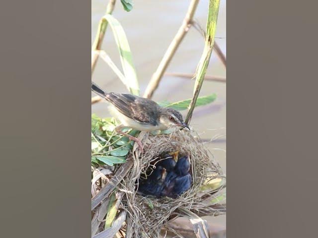'Video thumbnail for Mother Bgrown bitd feeding EP#082 #birdslover #birdwatch #wildlife #nature #birds #A'