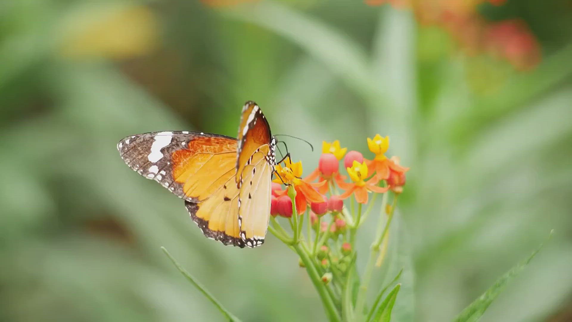 'Video thumbnail for How to Create a Stunning Butterfly Garden'