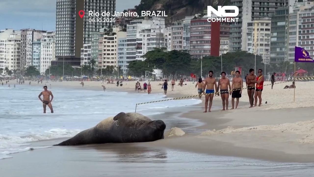 Video thumbnail for Unexpected beach guest: Elephant seal draws crowds in Rio
