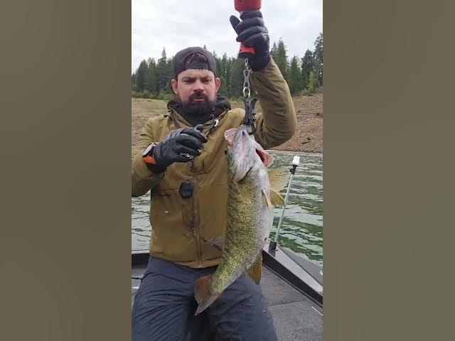 Video thumbnail for 🚨8.6-Pound Smallmouth Bass Caught and Released🔥