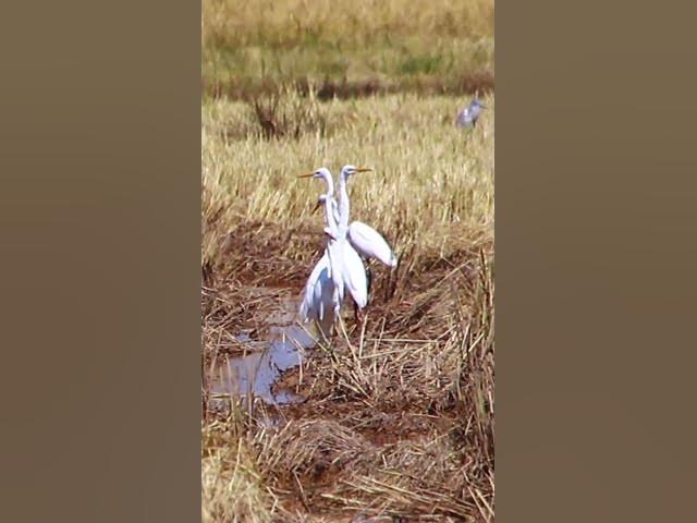 Video thumbnail for Top Cockroach bird 5  #dovebird #smallbird #birds #bird #shortdove #nestdove #babiesdove