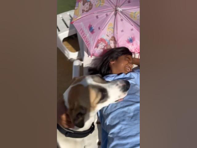 Video thumbnail for full of love and energy She was chained all day Rescue at home now looking for a 4ever home #rescue