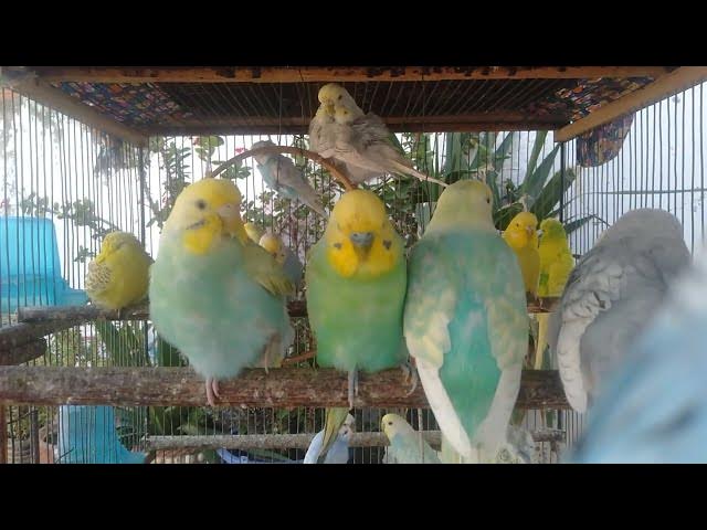 Video thumbnail for 🌿 15 Minutos Sons de Pássaros e Vento – Sessão de Paz e Serenidade Natural 🌳