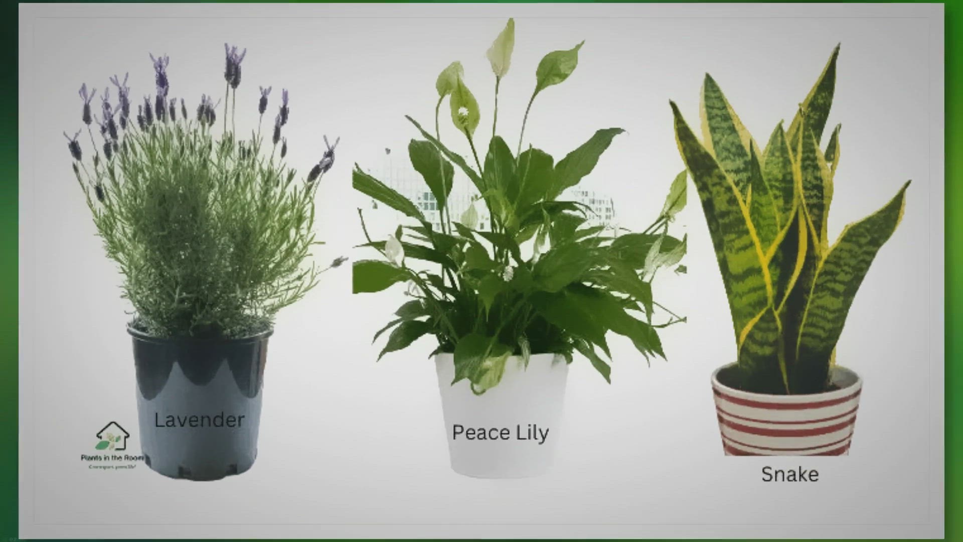 'Video thumbnail for 5 Stress Reducing Plants You Must Have At Home & Office'