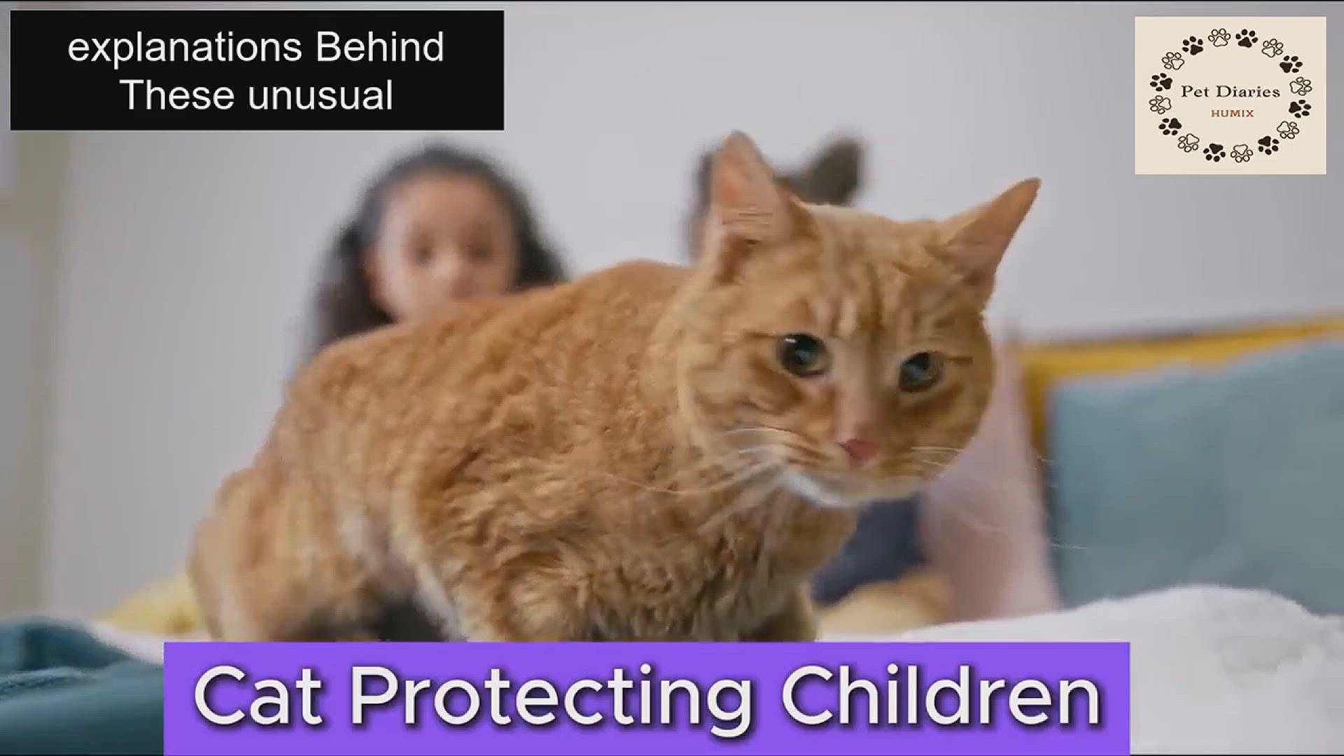 'Video thumbnail for 10 Strange Cat Behaviors'