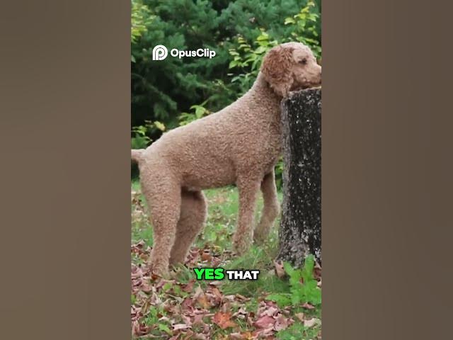 Video thumbnail for Funny Dog Loves Running Through Sprinklers! #funny #shortvideo #viral