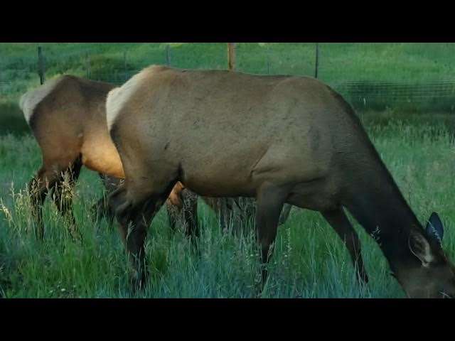 Video thumbnail for Elk Meadow 07-05-21 The Bull