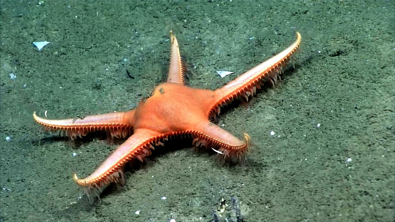 Video thumbnail for Super Animals -- Sea Star