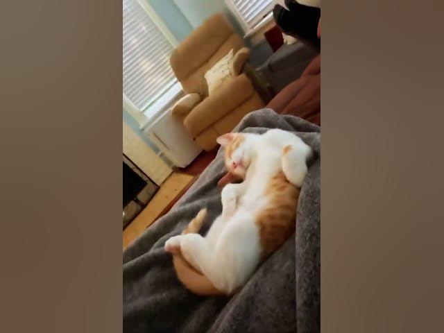 Video thumbnail for Kitten🥰😊😍😻