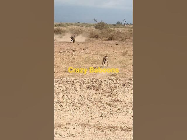 Video thumbnail for Intense Baboon Fight  In Kenya- Falling From Trees