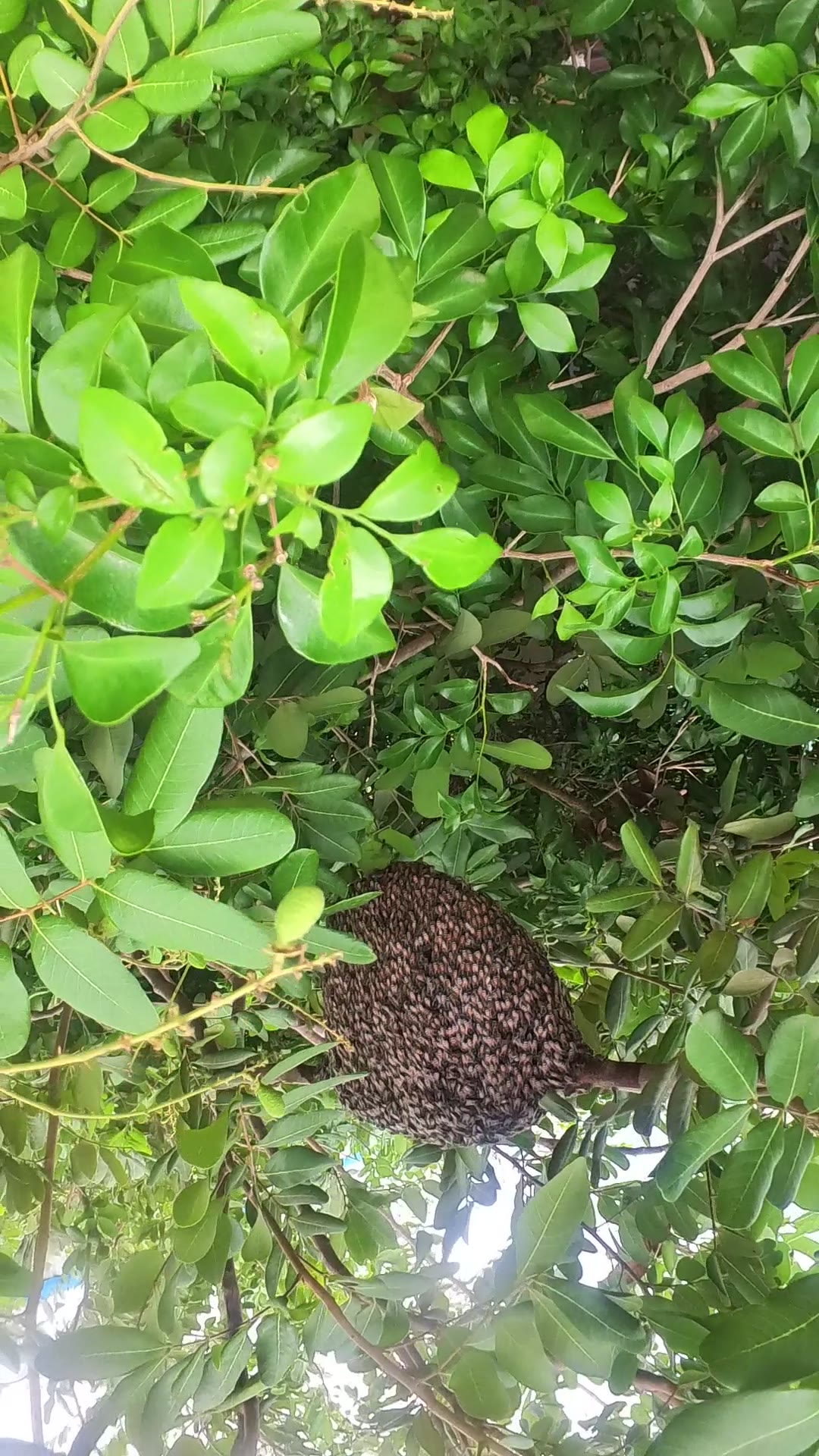 Video thumbnail for Big Bee on fruit