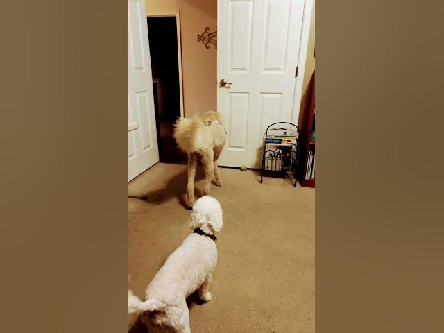 Video thumbnail for Cute dogs I get to watch this weekend