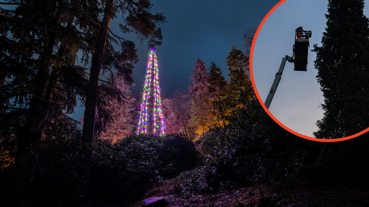 Video thumbnail for Tallest bedded Christmas tree