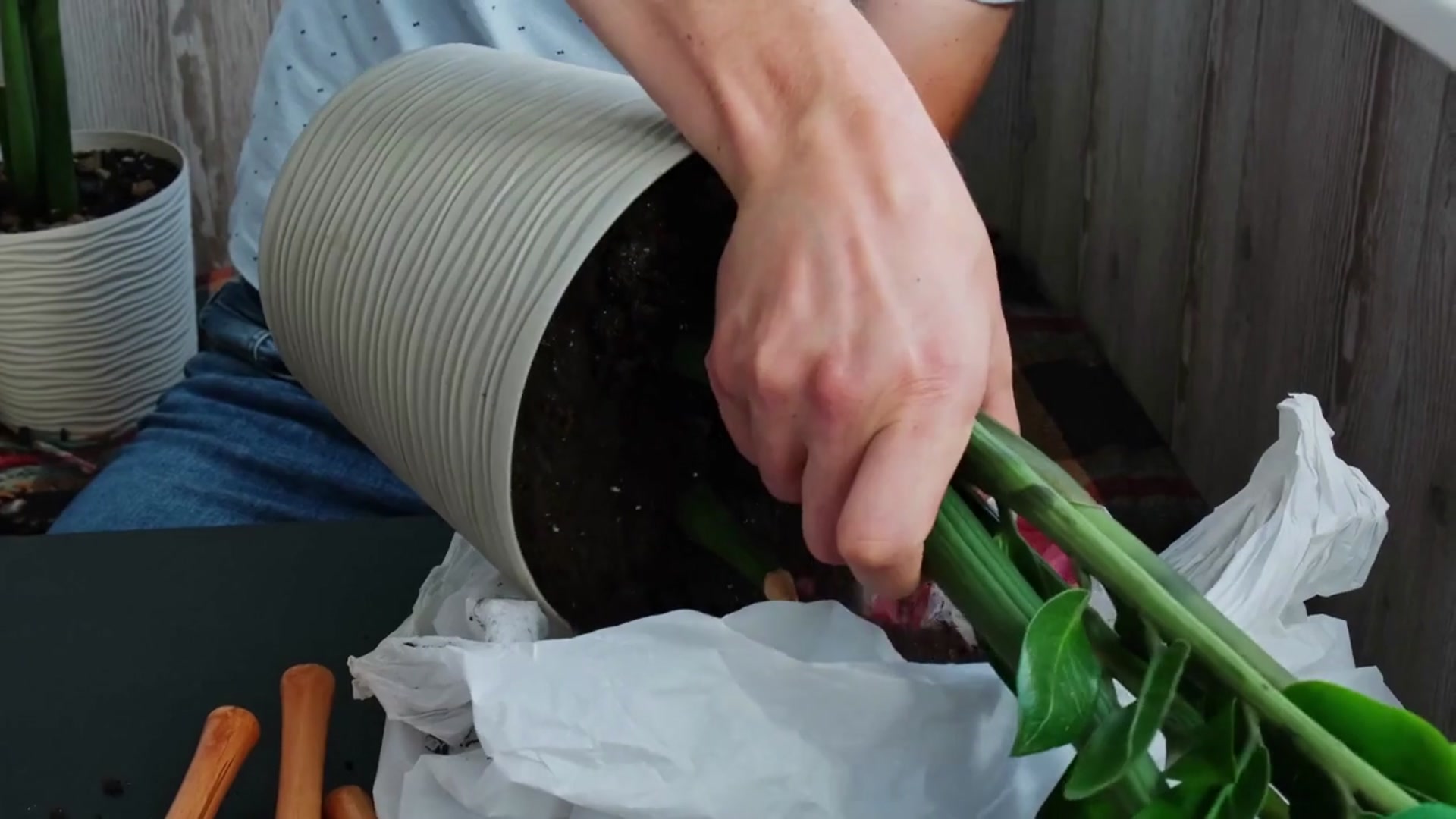 Video thumbnail for How To Revive Alocasia Polly