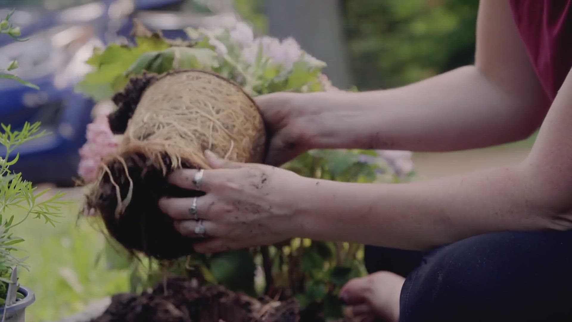 'Video thumbnail for Low Maintenance Garden and Landscaping Ideas'