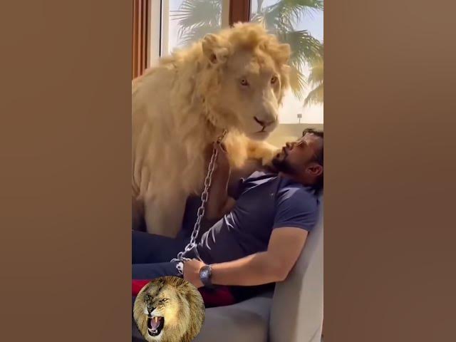 Video thumbnail for भारतीय बाघ प्रशिक्षक ने अपनी ताकत का परीक्षण किया